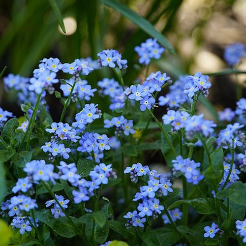 わすれな草(ドワーフブルー)の種 100粒 ドライフラワー ひまわり