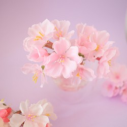 SAKURA桜✴︎春爛漫〜ひな祭り…固まるハーバリウム 1枚目の画像