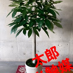 光触媒 人工観葉植物 ウォールグリーン フェイクグリーン パキラ1.25M-