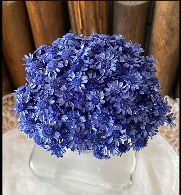 大地農園スターフラワーブロッサムコバルトブルー30輪販売❣️ハンドメイド花材カラードライフラワー 1枚目の画像