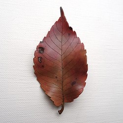 葉っぱのブローチ　ケヤキ 1枚目の画像