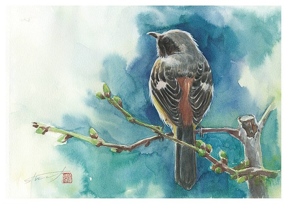 鳥の絵A4ポスター「ジョウビタキ」 1枚目の画像
