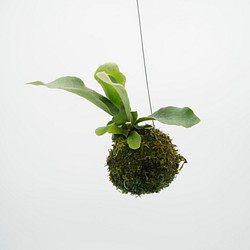 【送料込み】コウモリラン　苔玉　□観葉植物　 1枚目の画像