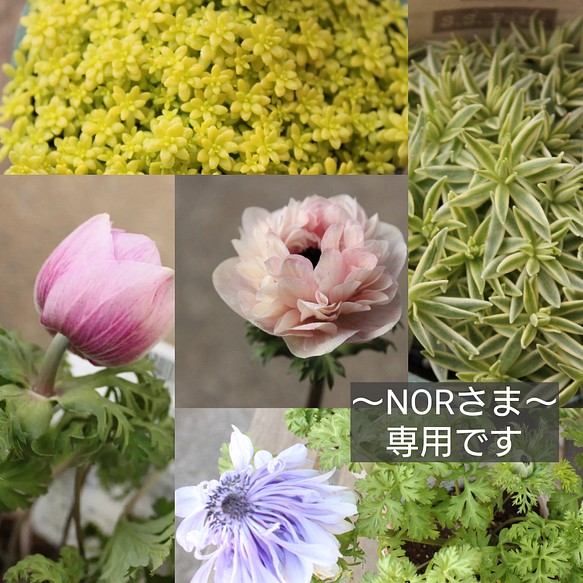 専用ページ）NORさま 多肉植物 aoka 通販｜Creema(クリーマ)