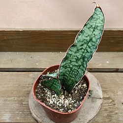 観葉植物　サンスベリア　シルバーブルー 1枚目の画像