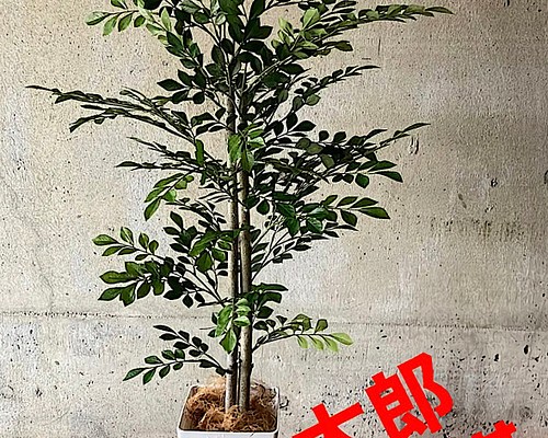 光触媒 人工観葉植物 ウォールグリーン フェイクグリーン ウンベラータ144-