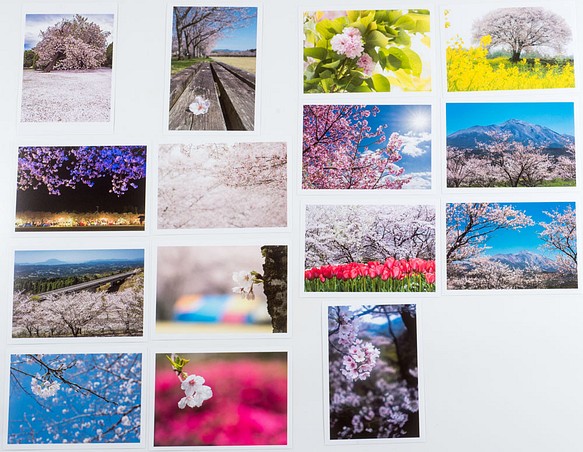 Lサイズの写真・桜の花のある風景15枚セット(L028) 1枚目の画像