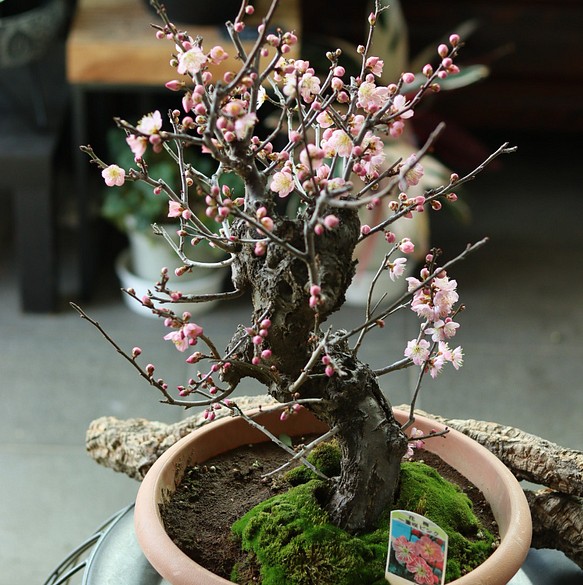 2024年花芽付お買い得の梅盆栽紅色一重咲きの梅盆栽紅梅盆栽大盃梅盆栽プラ鉢植え 開花時期は2月から3月頃です