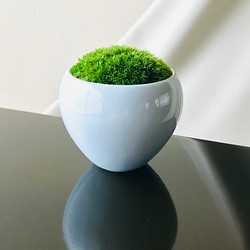 苔鉢　＜姿が美しい こけ鉢　手のひらサイズ＞　豆盆栽 1枚目の画像