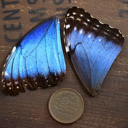 モルフォ蝶の羽　現物　B品（AB5） 1枚目の画像