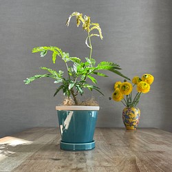 送料無料 観葉植物 エバーフレッシュ 空気清浄 陶器鉢 ターコイズ そのまま飾れる 1枚目の画像