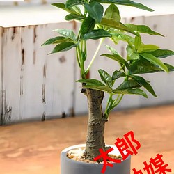 光触媒 人工観葉植物 ウォールグリーン フェイクグリーン ショウナン