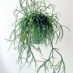 リプサリス カスッサ 観葉植物 室内 吊り下げ 1枚目の画像