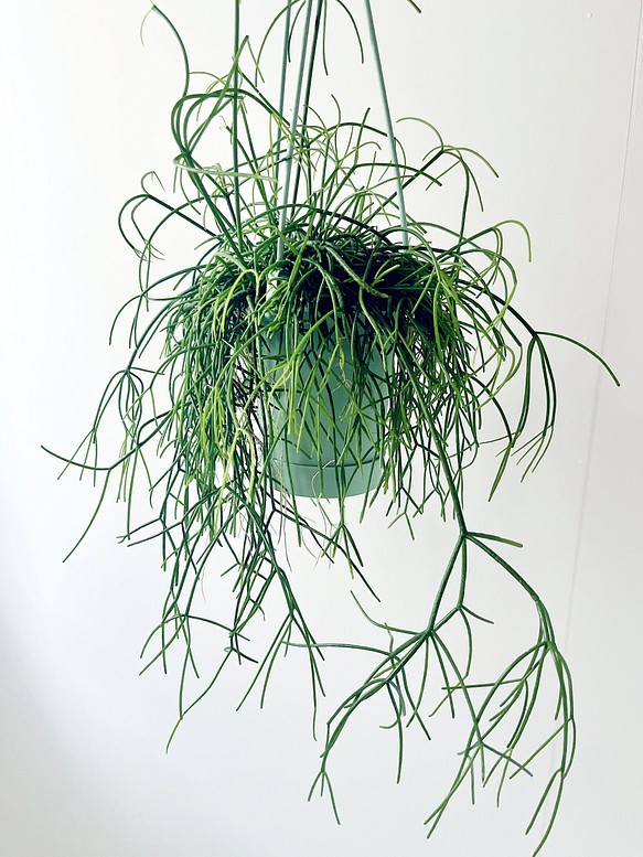 リプサリス カスッサ 観葉植物 室内 吊り下げ 1枚目の画像