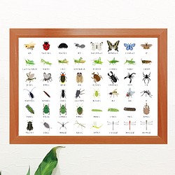 虫、昆虫知育ポスター 1枚目の画像