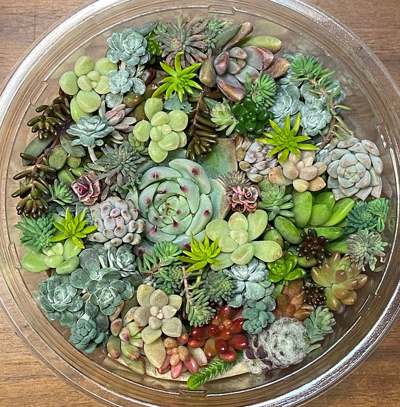 エケベリアと多肉とセダムのカット苗のセット 多肉植物 succulent geek