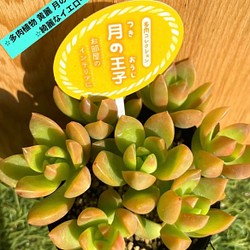 【✨✨送料込みプライスにしました！✨✨】⭐︎多肉植物 黄麗 月の王子 ❶pot分⭐︎綺麗なイエロー⭐︎ 1枚目の画像