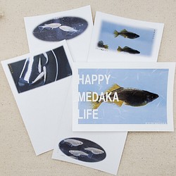 【九尾めだか】メダカのポストカード (2枚セット) 1枚目の画像