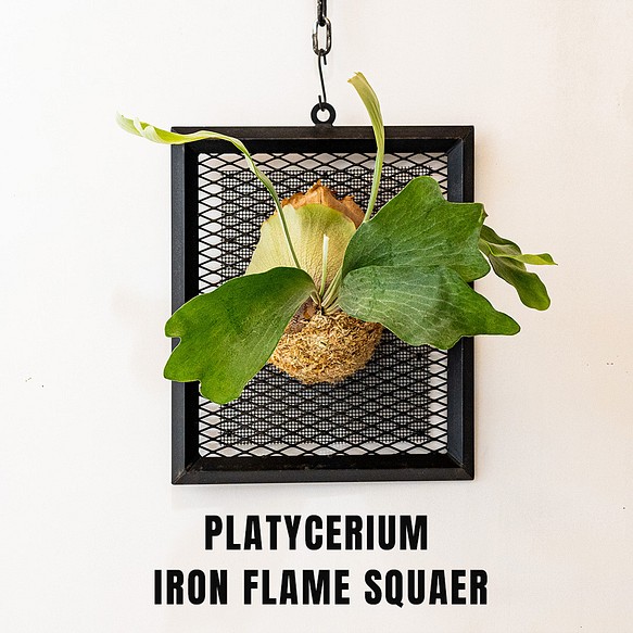 Platycerium iron flame SQUAER [ビカクシダ アイアンフレーム  スクエア] 送料無料 1枚目の画像