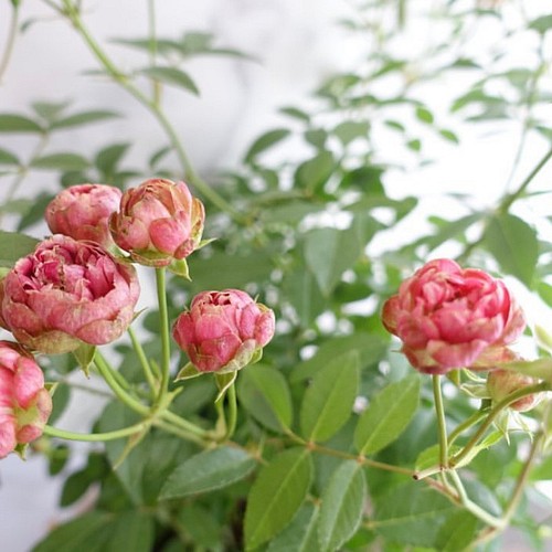 もうすぐ開花♡蕾付き バラ苗 ラディッシュ 大苗 バラ 切花 ドライ