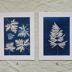植物剪影。藍曬框畫 Botanic Cyanotype Framed Art Piece 第1張的照片