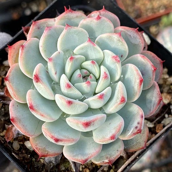 ミニマ エケベリア 超美苗 多肉植物 韓国苗 観葉植物 花 園芸 多肉植物