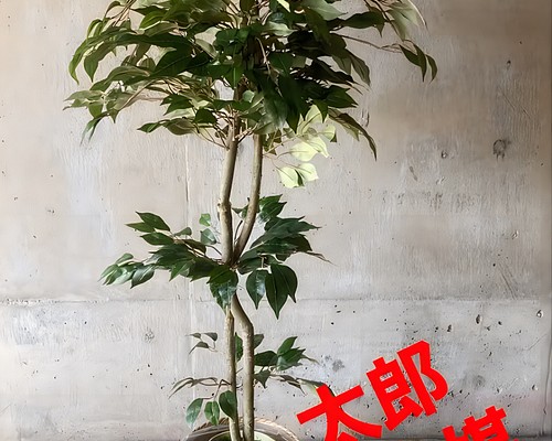 光触媒　人工観葉植物　ウォールグリーン　フェイク　アレンジ　トネリコ128