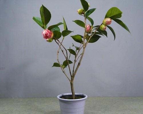 ENGEI ichioki 椿・つばき「大神楽」鉢物01 人気の花物樹種です
