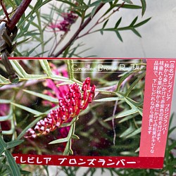 グレビレア ブロンズランバー＊大株＊庭植え＊ガーデニング＊ アート