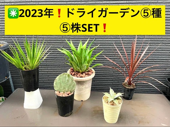 ✳️2023年❗️ドライガーデン⑤種⑤株SET❗️ 多肉植物 ST.STORE 通販