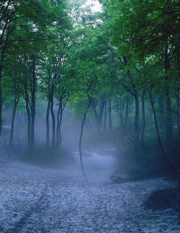 霧に包まれたぶなの森 1枚目の画像