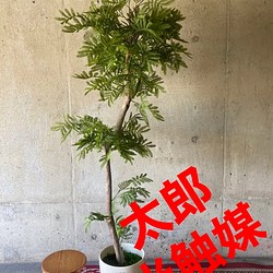 光触媒 人工観葉植物 ウォールグリーン フェイクグリーン ユーカリ225