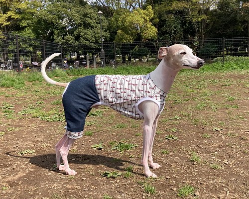 イタグレ服 マリン柄タンクロンパース ペット服・アクセサリー