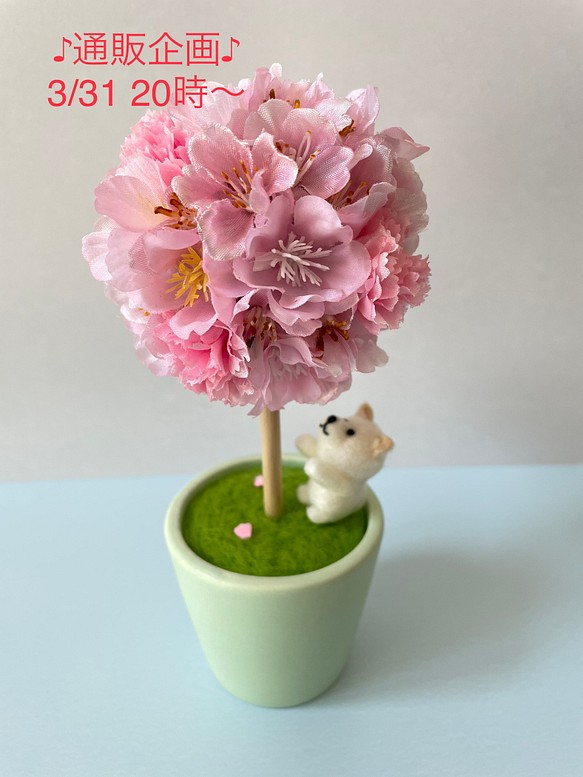♪通販企画♪3/31 20時〜販売　『桜ボールミニ　白柴』 1枚目の画像