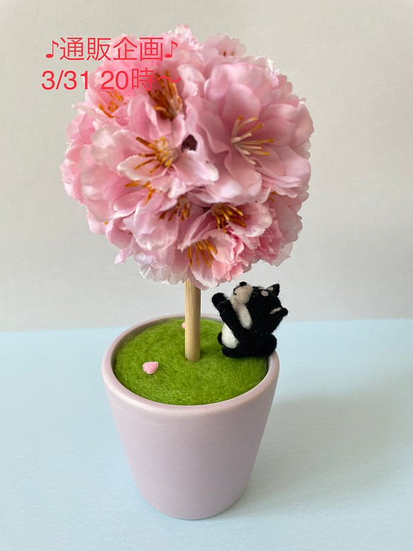 ♪通販企画♪3/31 20時〜販売　『桜ボールミニ　黒柴』 1枚目の画像