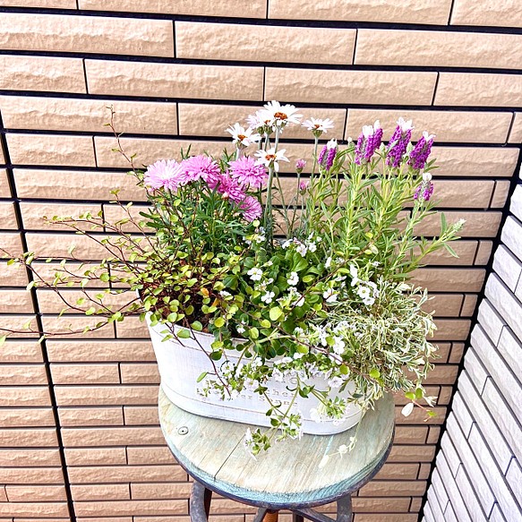 花のある暮らし白のブリキ鉢に八重咲きマーガレットとローダンセマムの寄せ植え♪