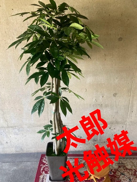 光触媒 人工観葉植物 ウォールグリーン フェイクグリーン パキラ1.25M