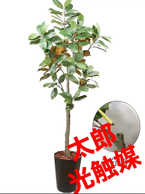 光触媒 人工観葉植物 ウォールグリーン フェイクグリーン マグノリア