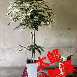 光触媒 人工観葉植物 ウォールグリーン フェイクグリーン