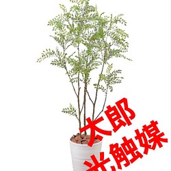 送料無料 非冷凍品同梱不可 光触媒 人工観葉植物 ウォールグリーン