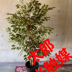 超特価】 光触媒 人工観葉植物 ウォールグリーン フェイクグリーン