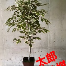 光触媒 人工観葉植物 ウォールグリーン フェイクグリーン 斑入り