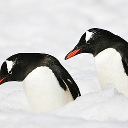 愛の南極ペンギン写真／カップルペンギン01 写真・グラフィック 水 