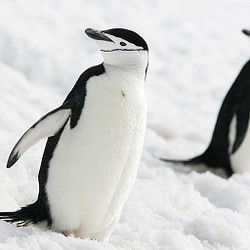 愛の南極ペンギン写真／カップルペンギン02 1枚目の画像