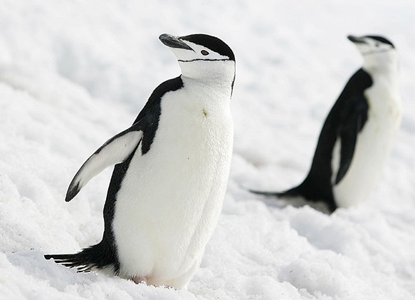 愛の南極ペンギン写真／カップルペンギン02 1枚目の画像