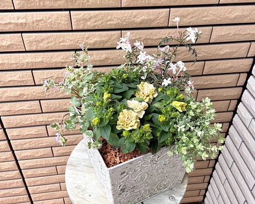 アンティークな鉢に明るい寄せ植え☆ | www.ibnuumar.sch.id