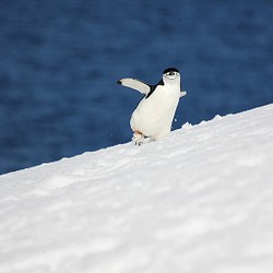 愛の南極ペンギン写真／カップルペンギン05／A4 写真・グラフィック 水