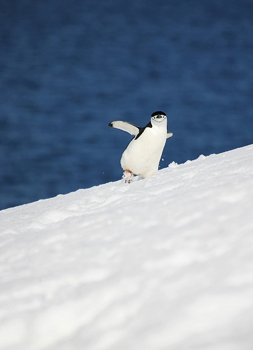 愛の南極ペンギン写真／ソロペンギン07／A4 写真・グラフィック 水本