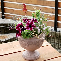 母の日　プレゼントにも　華やかな花びらが魅力　ペチュニア　流れ星　秋まで楽しめる　寄せ植え　グラスファイバー　鉢