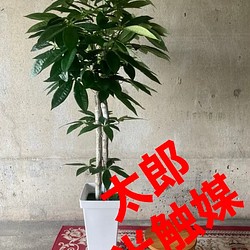 光触媒 人工観葉植物 ウォールグリーン フィカスグリーン フィカス